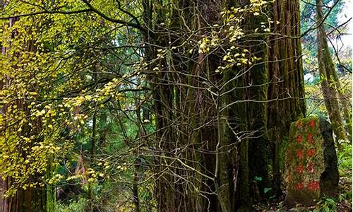 天目山风景区天气预报七天_天目山7月份气温